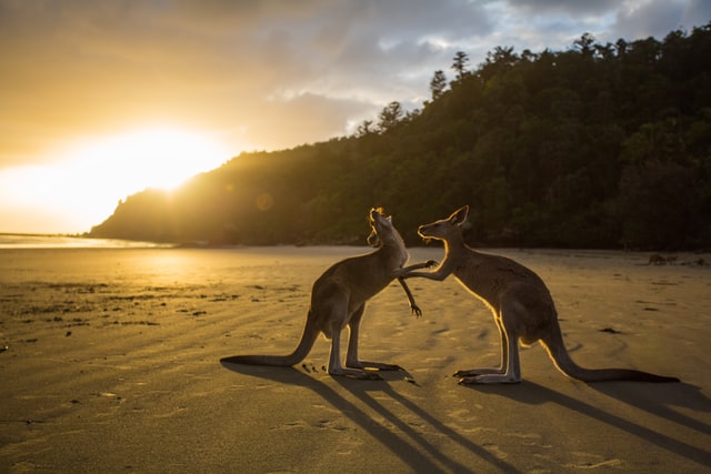 Kangaroo Market: Apa dan Bagaimana Menyikapinya?